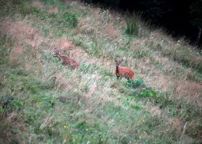 Tarnasowka W Szczyrku
