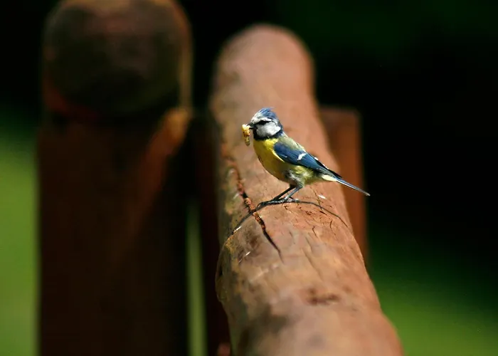 Tarnasowka W Szczyrku Szczyrk